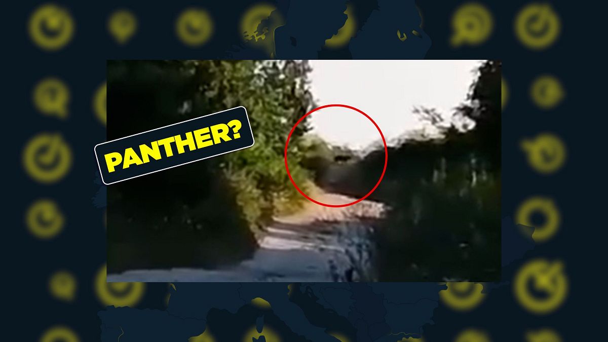 Fact-checking claims about the ‘panther’ on the loose in Bulgaria