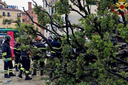 Multiple people injured after 50-year-old oak collapses in Venice