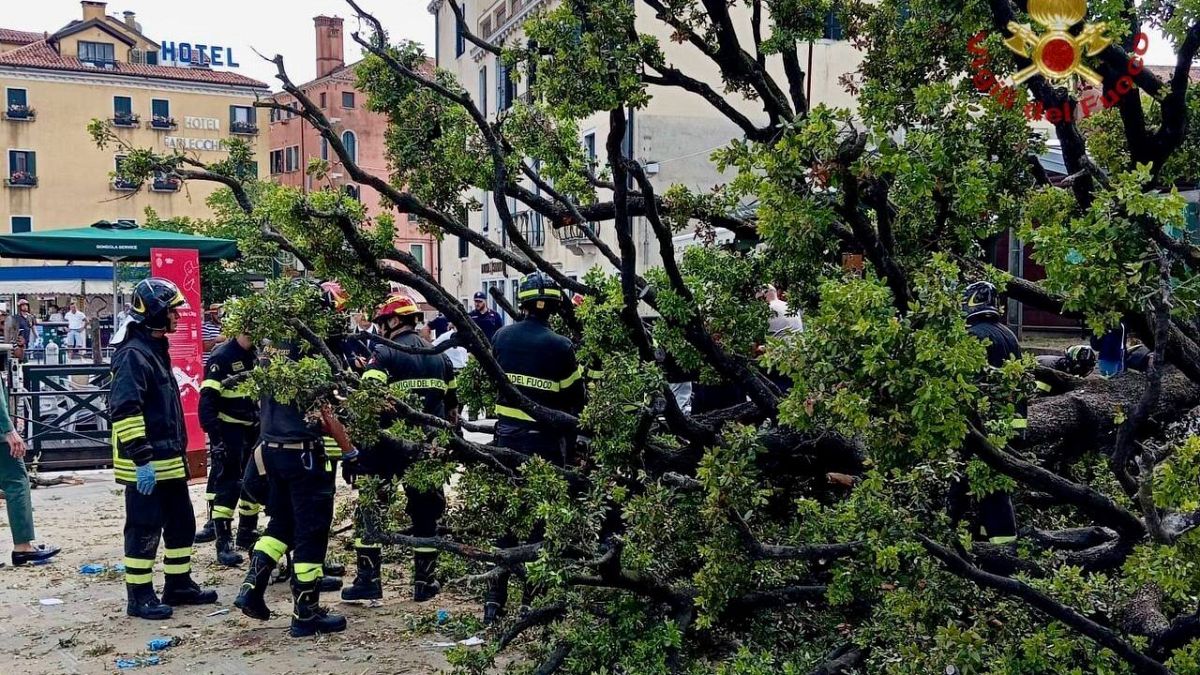 Multiple people injured after 50-year-old oak collapses in Venice