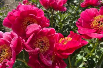 Historic university garden vandalized in apparent anti-Israel statement: ‘Don’t waste your tears’