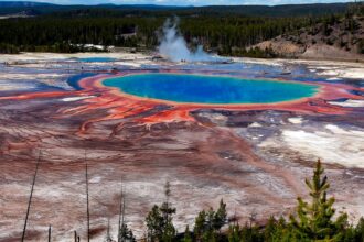 Horrified tourists watch as bison boils to death in Yellowstone hot spring