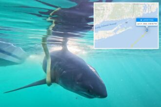 11-foot great white shark named ‘Dold’ surfaces off popular NJ beach coast — on ‘Jaws’ anniversary