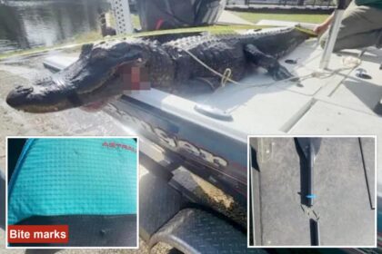 Alligator nearly chomped off kayaker’s arm — before nearby hero poked it in the eyes