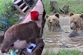Bears escape wildlife park enclosure and feast on week’s worth of honey
