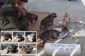 Denali National Park introduces adorable new sled dogs, live Puppy Cam