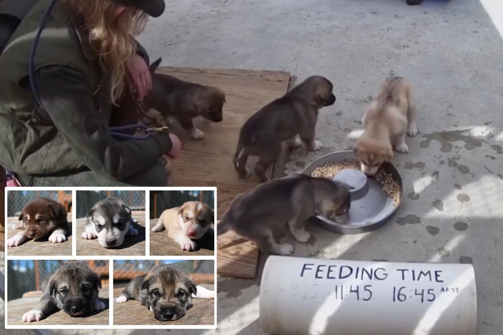 Denali National Park introduces adorable new sled dogs, live Puppy Cam