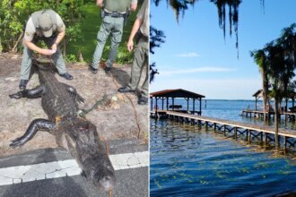 Alligator injures girl swimming in popular summer state park destination