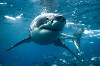 ‘Shark Week’ host warns beachgoers where and when predators are most likely to attack