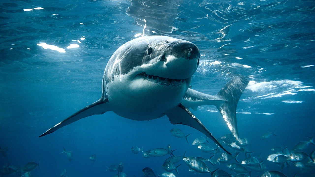 ‘Shark Week’ host warns beachgoers where and when predators are most likely to attack