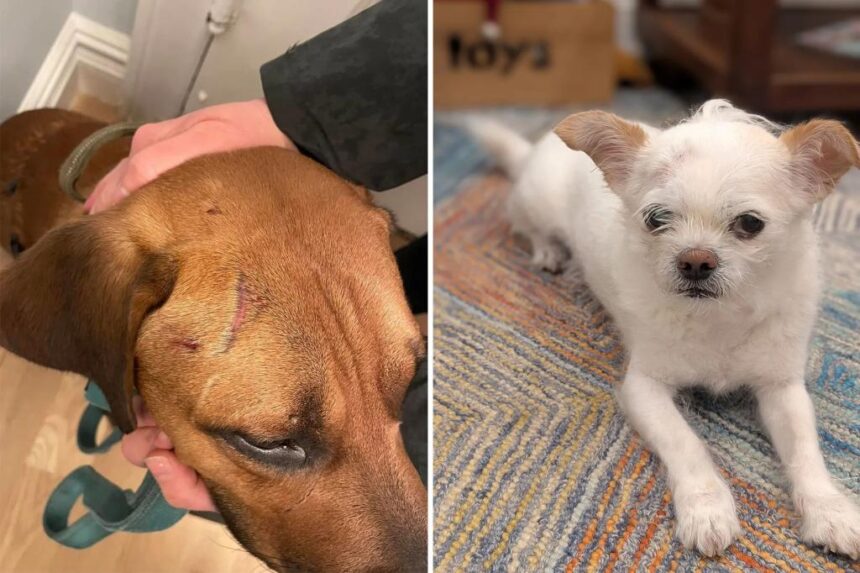 Exclusive | More NYC dogs mauled without consequence as state bill to close legal loophole stalls: ‘Should not be happening’