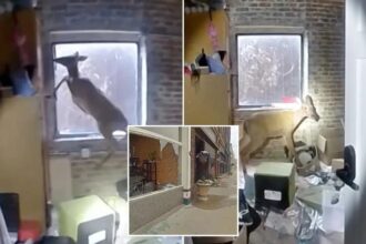 Iowa cops rush to bloody ‘burglary-in-progress’ that turns out to be fawn trapped in hair salon