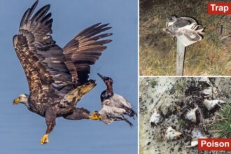 Virginia hunter gets single day in prison for killing 20 juvenile bald eagles, hawks in poisoning scheme: authorities