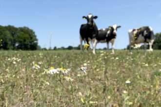 Too much manure, too little action: Dutch farming tests EU green goals