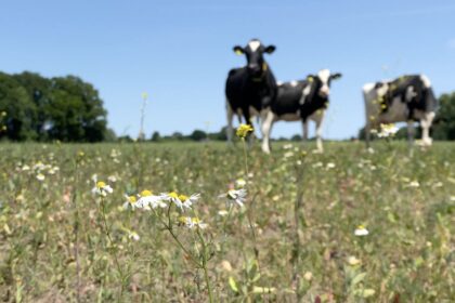 Too much manure, too little action: Dutch farming tests EU green goals