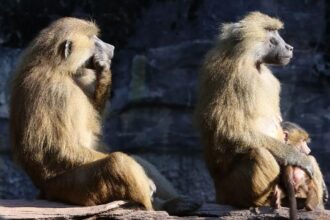 Backlash in Germany as Nürnberg Zoo kills 12 healthy baboons