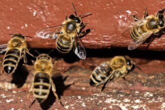 Three hospitalised after bees attack dozens of people in France