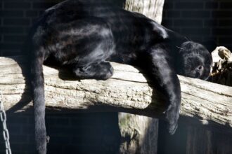 Bulgaria ends fruitless search for dangerous and elusive black panther