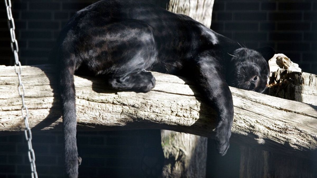 Bulgaria ends fruitless search for dangerous and elusive black panther