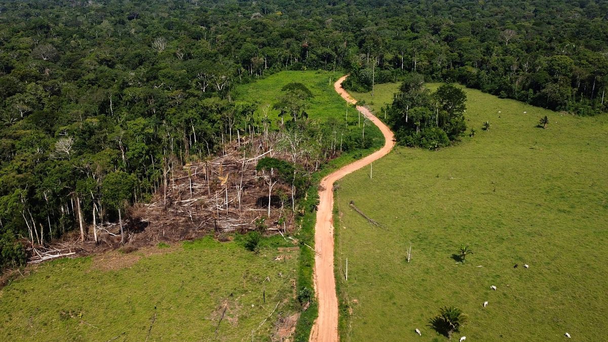 EU deforestation law changes could aid illegal Russian timber trade