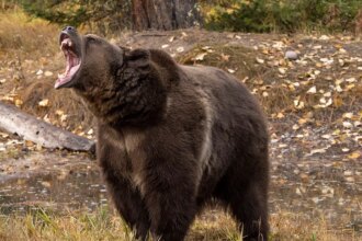 Woman saves husband’s life with bear spray during grizzly attack in wilderness