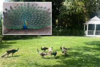 Dozens of peacocks — worth about K a piece — mysteriously vanish from historic California hotel