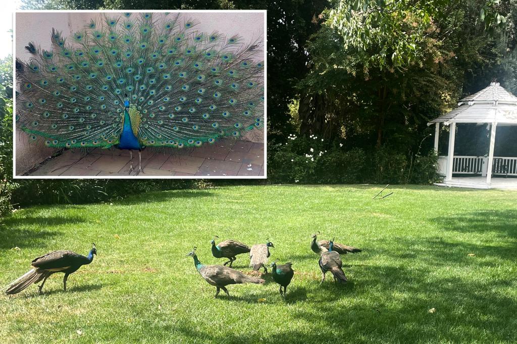 Dozens of peacocks — worth about K a piece — mysteriously vanish from historic California hotel