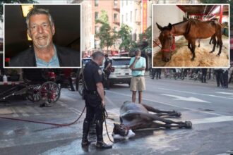 Horse carriage driver bursts into tears after jurors reach verdict in ‘Ryder’ abuse case