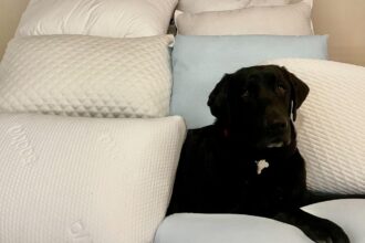 Best Pillows for Back Sleepers, Tested by a Sleep Expert