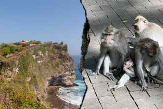 Monkeys ‘running a scam’ at sacred temple, frustrated tourists say after phone thefts