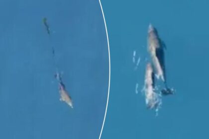 Dolphin calf reunited with mother after being freed from fishing net