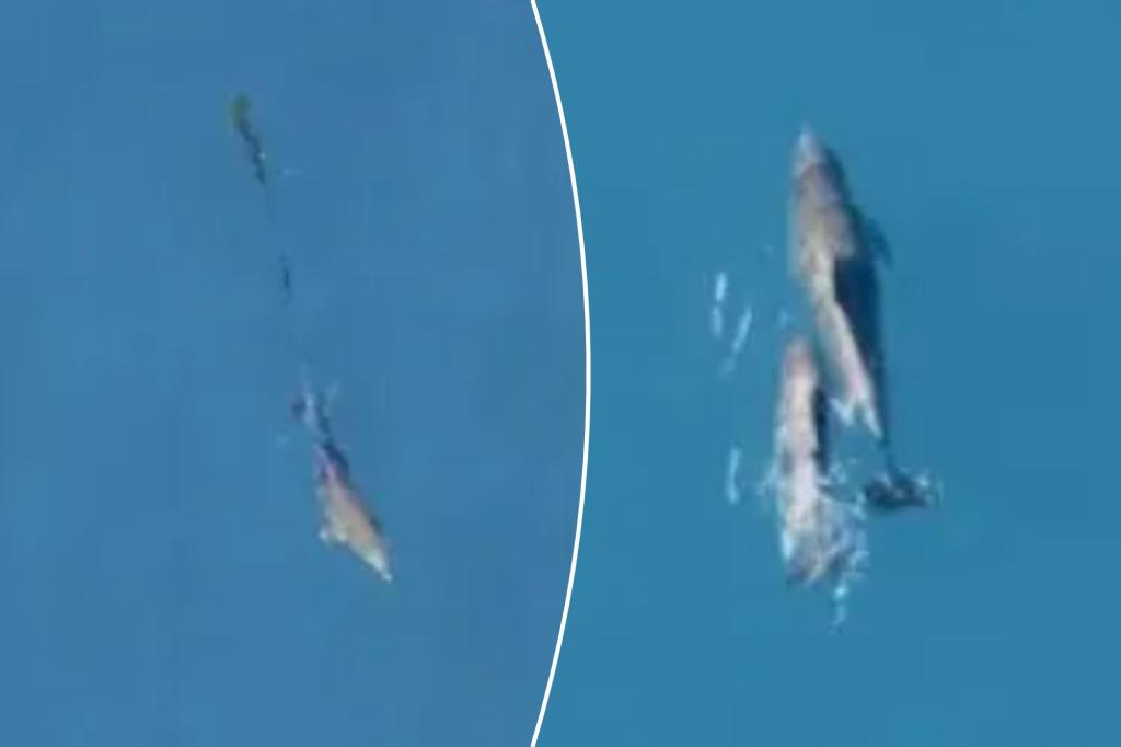 Dolphin calf reunited with mother after being freed from fishing net