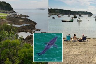 Multiple great white sharks spotted near popular beach where deadly attack occurred 5 years ago