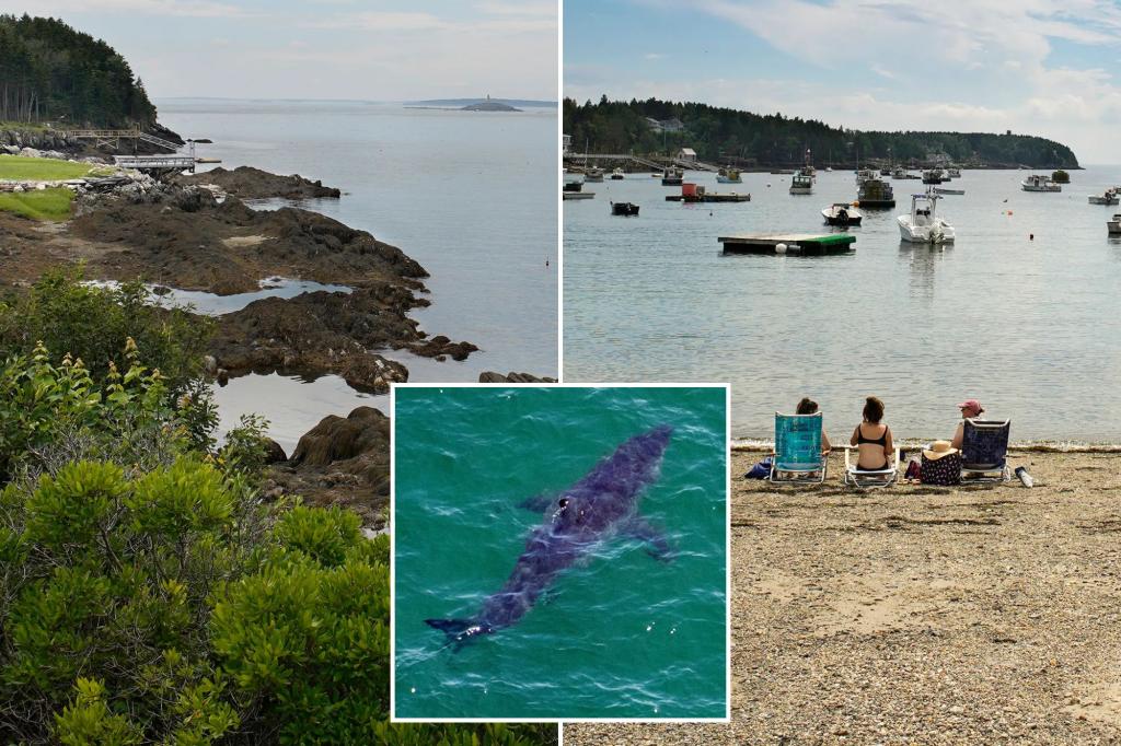 Multiple great white sharks spotted near popular beach where deadly attack occurred 5 years ago