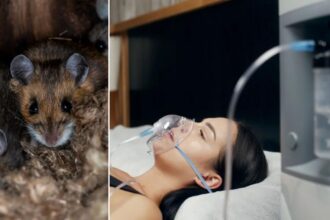 This once extremely rare disease caused by rats is on the rise — and is to blame for a very high-profile death
