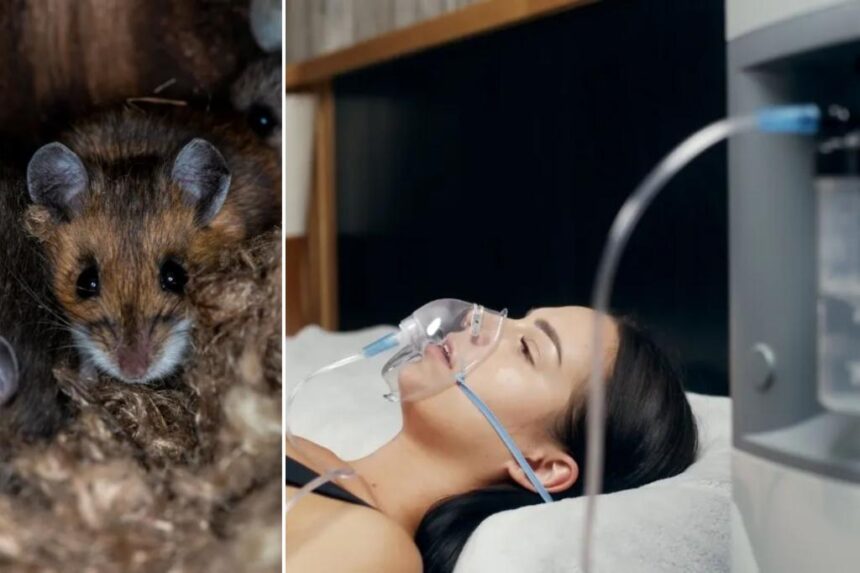 This once extremely rare disease caused by rats is on the rise — and is to blame for a very high-profile death