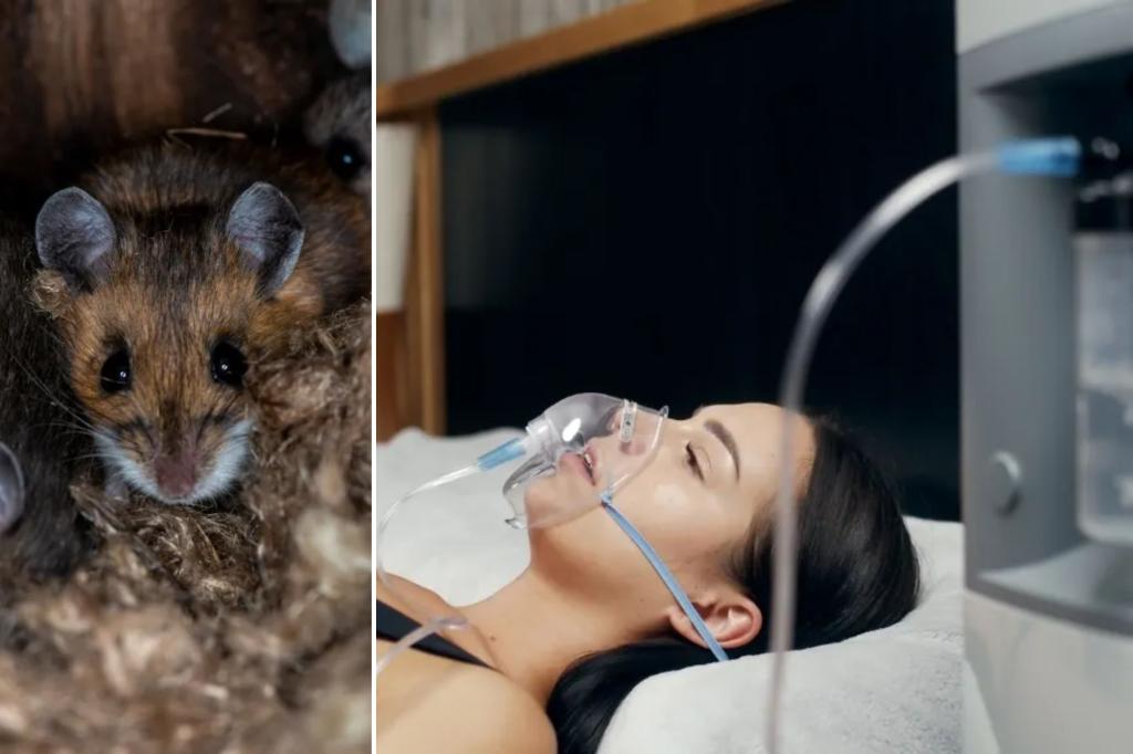 This once extremely rare disease caused by rats is on the rise — and is to blame for a very high-profile death