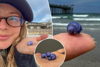 Mysterious rare purple shell washes up on California beach