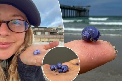 Mysterious rare purple shell washes up on California beach
