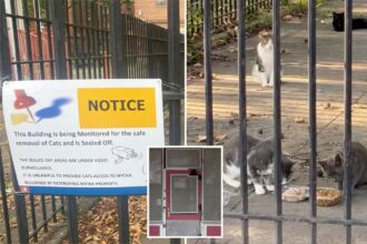 Trapped cats heard crying from inside closed NYC day care, but city insists there are no animals inside