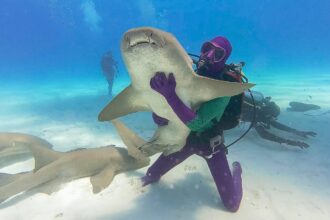 Shark Week 2025: How to Watch and Stream the Toothy Programming Event
