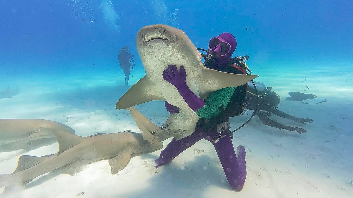 Shark Week 2025: How to Watch and Stream the Toothy Programming Event