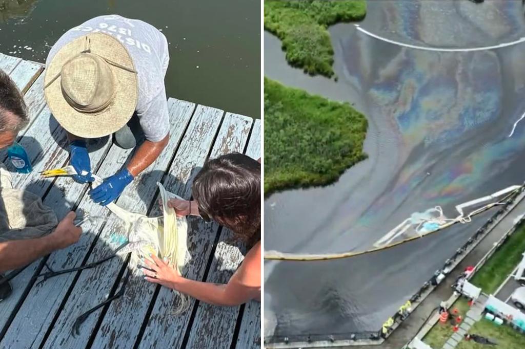 Cleanup nearly complete in Long Island canal after PSE&G’s ‘nonhazardous’ oil spill kills wildlife