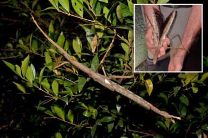 Stick insect — as hefty as a golf ball — could be heaviest ever found in Australian rainforest