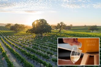 Boxed wine isn’t just swill anymore, experts say — here’s how to get the most bang for very few bucks