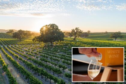 Boxed wine isn’t just swill anymore, experts say — here’s how to get the most bang for very few bucks