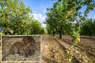 0M in losses projected in California as almond farms overrun with nut-hungry rats