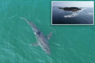 Wild drone video catches great white shark lurking near popular East Coast beach
