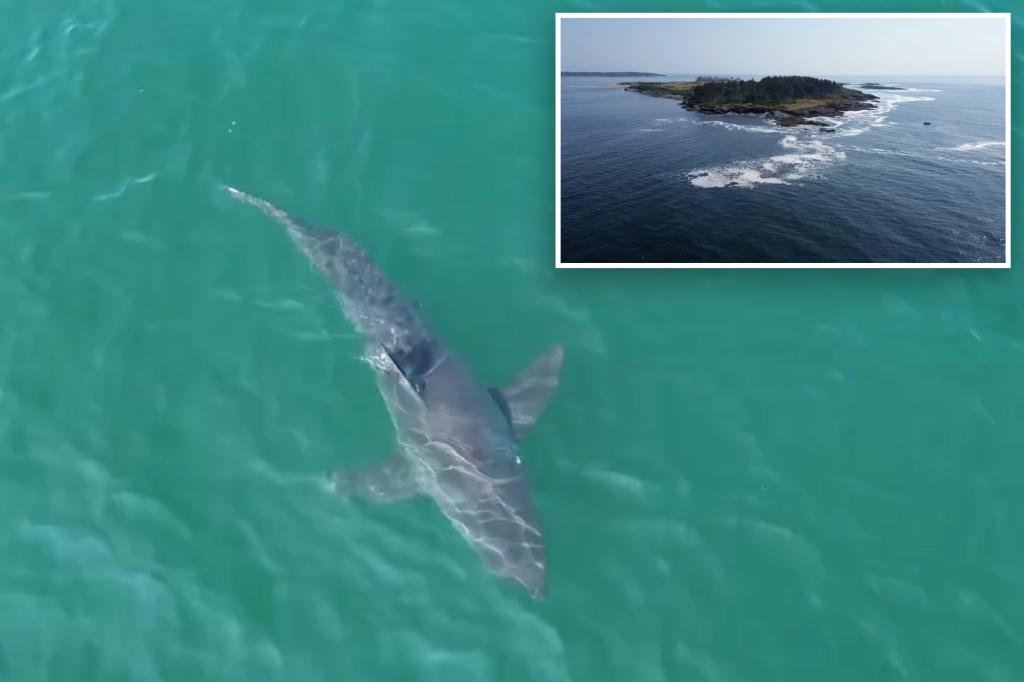 Wild drone video catches great white shark lurking near popular East Coast beach