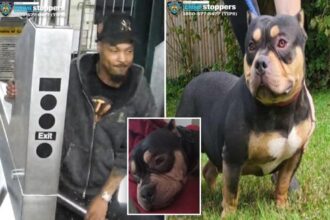 Heartless straphanger snatched sleeping passenger’s dog on NYC subway