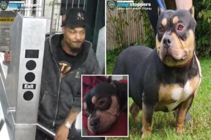 Heartless straphanger snatched sleeping passenger’s dog on NYC subway